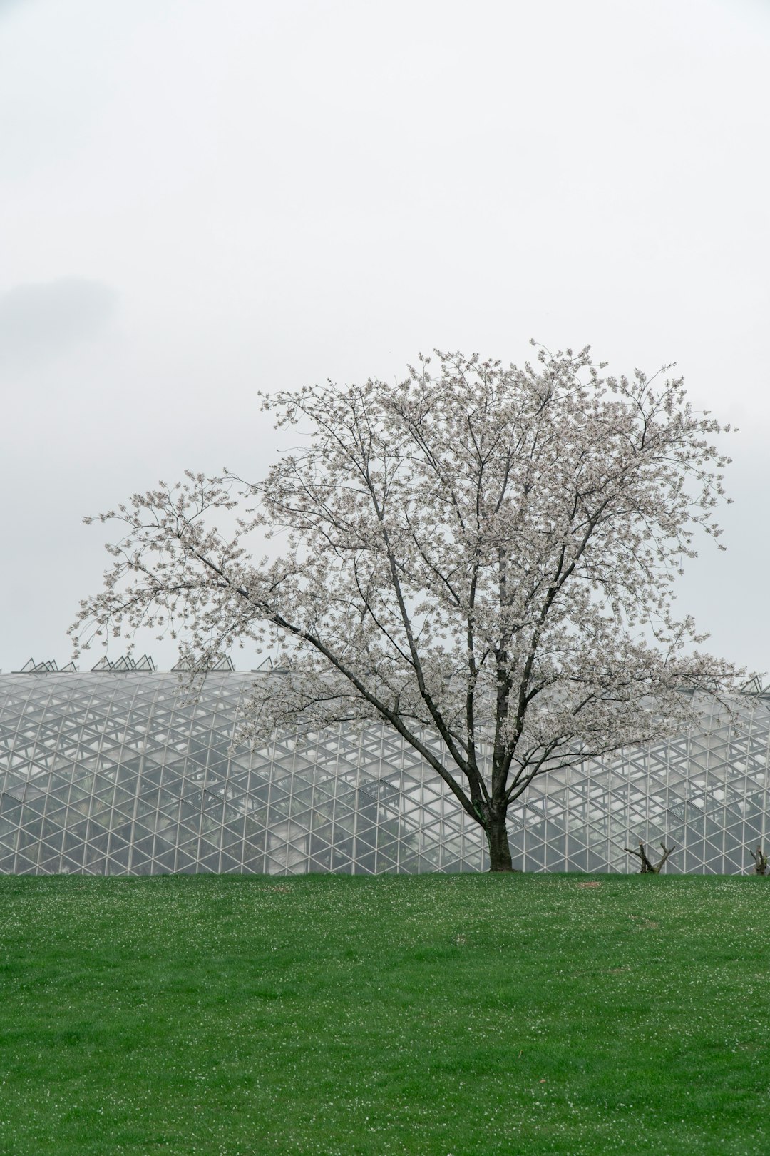 leafless tree on green grass field