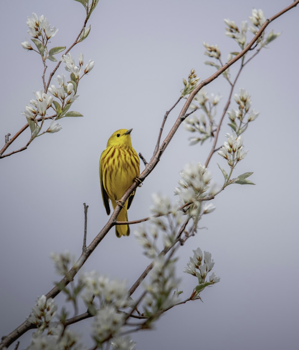 yellow bird perched on brown tree branch during daytime