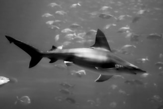 A shark swims gracefully in the ocean surrounded by a school of smaller fish. The background is slightly blurred, highlighting the shark’s sleek body and sharp fins.