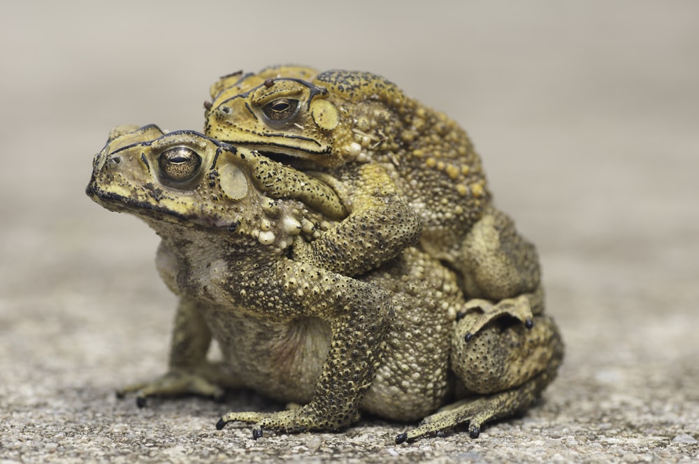 brown frog on brown sand