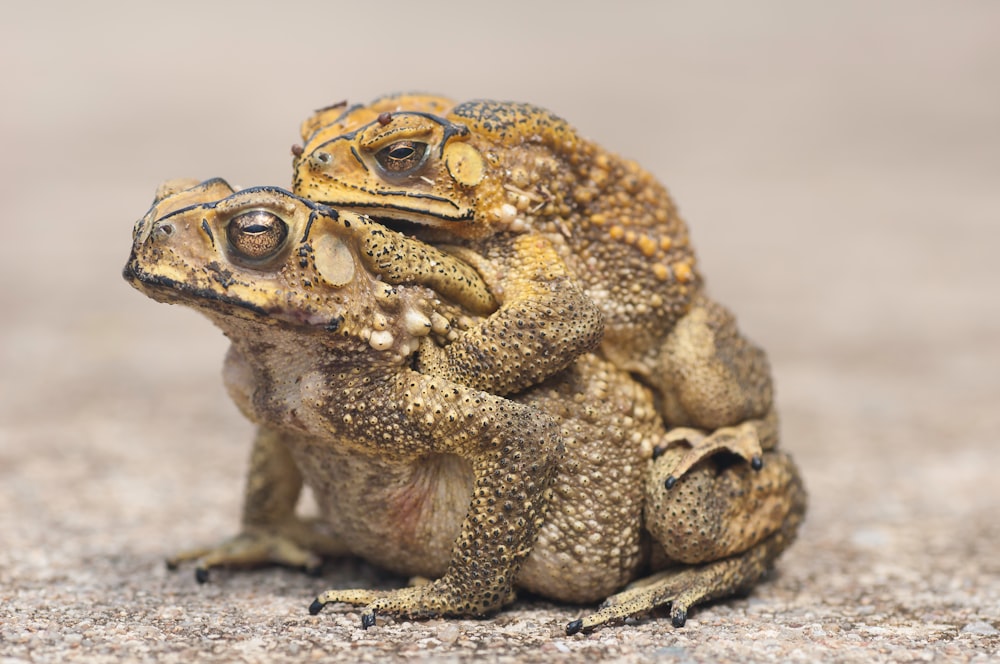 brown frog on brown sand
