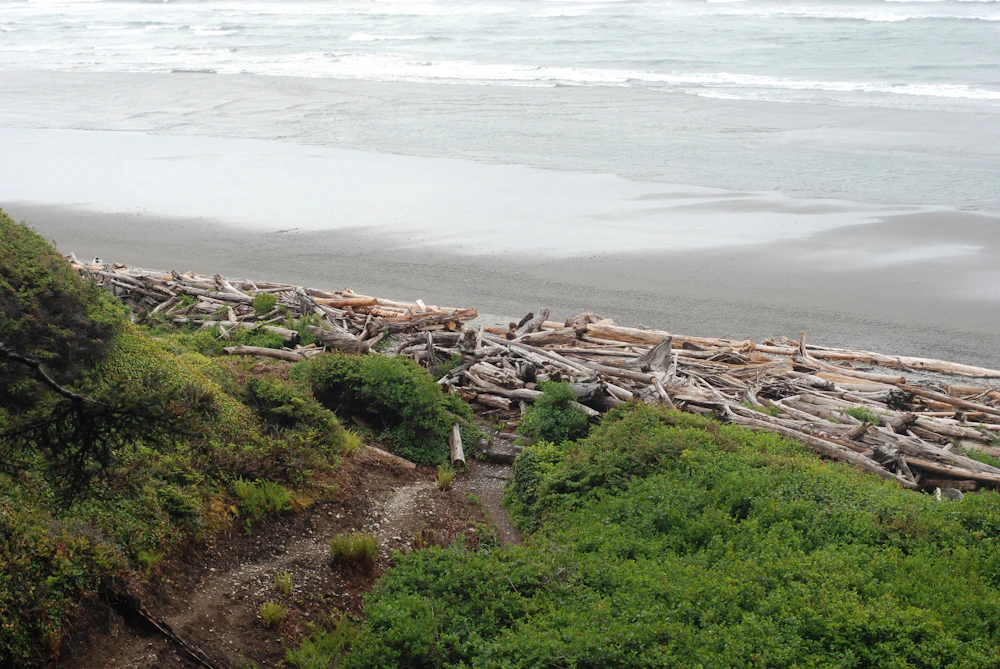 Driftwood logs piled on a wide sandy Washington beach