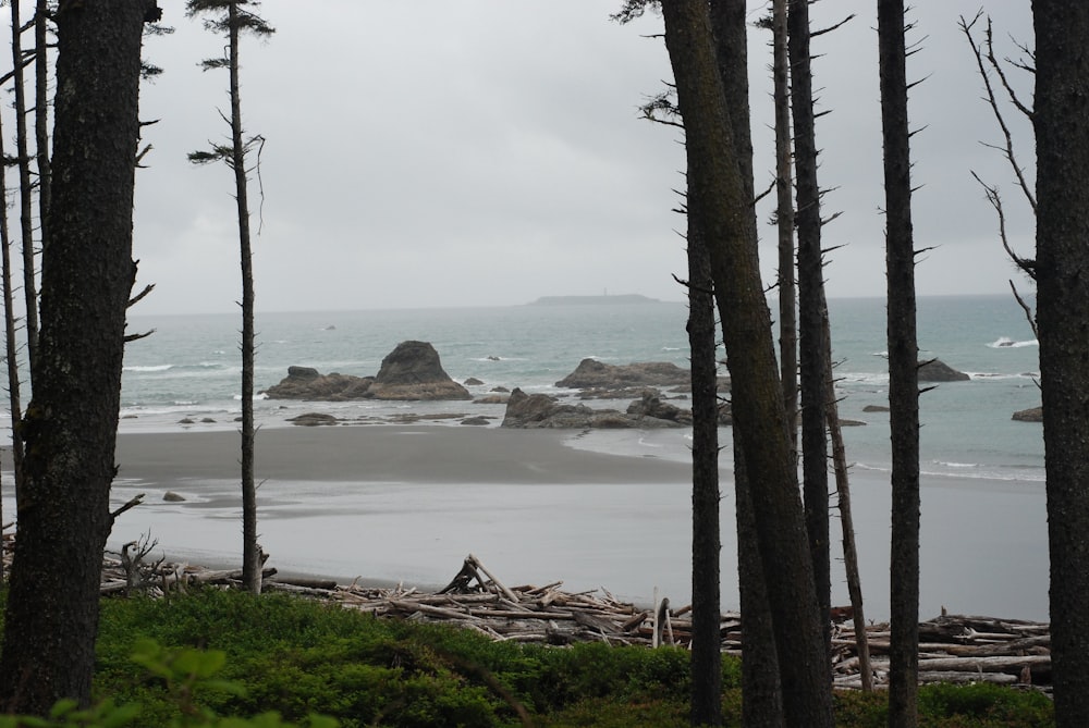 a view of a beach through some trees