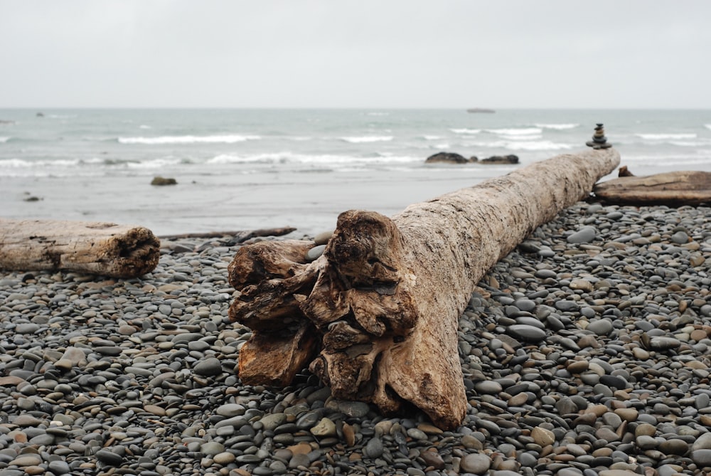 brown and black rocks on seashore during daytime