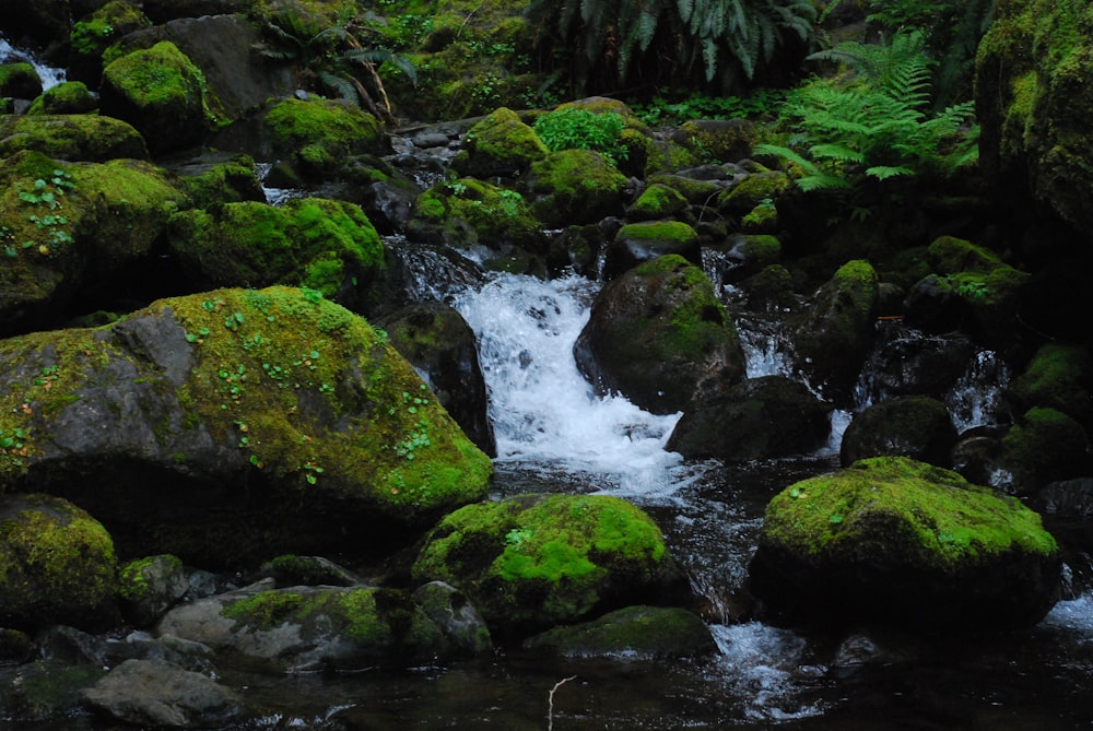 green moss on rocks on river