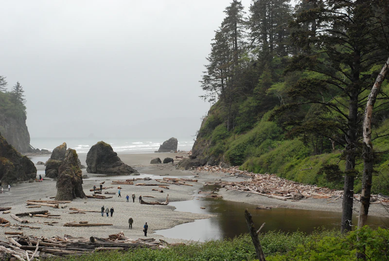 A group of people standing on a beach beside a coastal forest