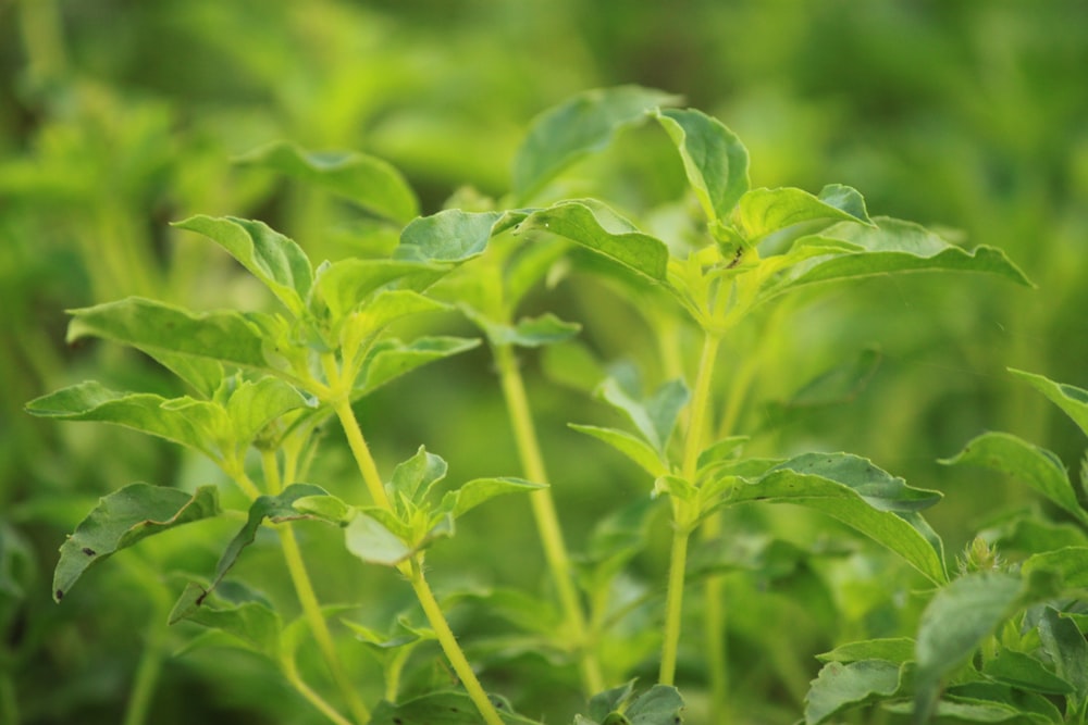 green plant in close up photography