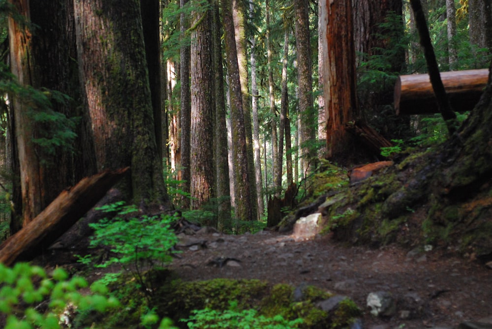 a path through a forest with lots of trees