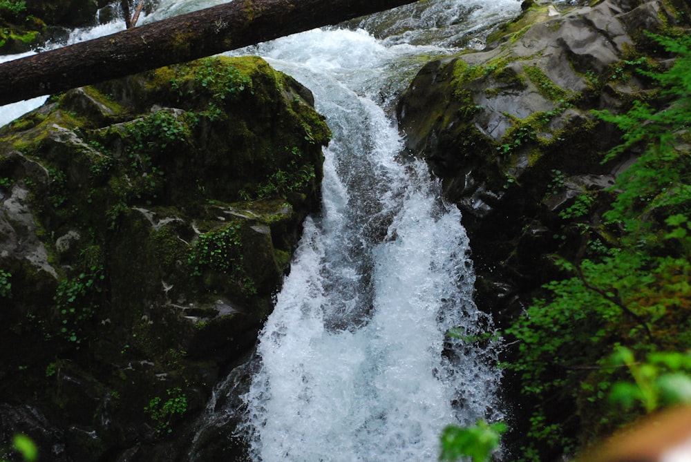 a river running through a lush green forest