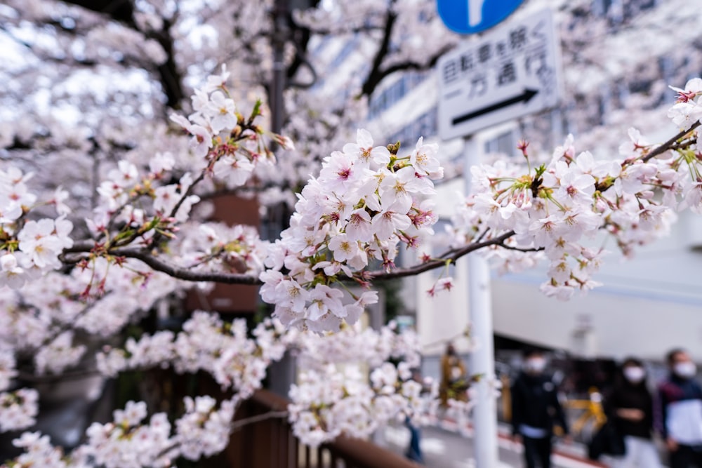 white cherry blossom in bloom during daytime