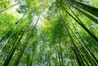 low angle photography of green trees during daytime
