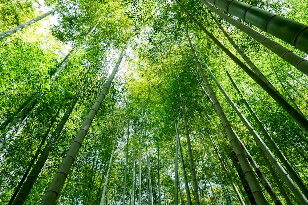 Fotografia dal basso di alberi verdi durante il giorno