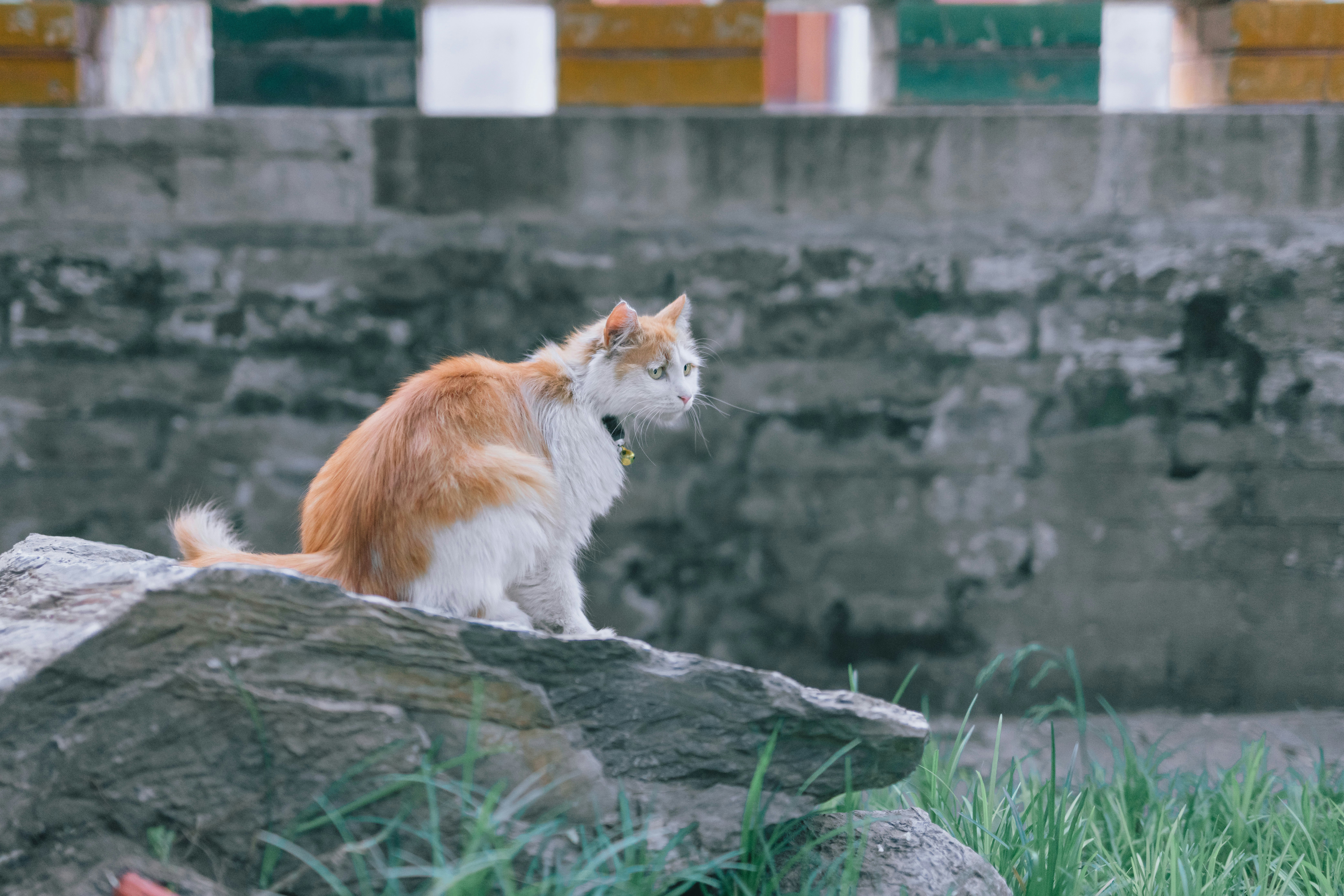 orange and white cat on gray rock