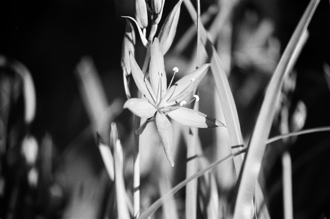 grayscale photo of white flower,