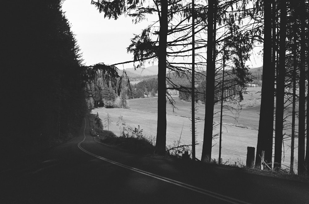 grayscale photo of trees near body of water