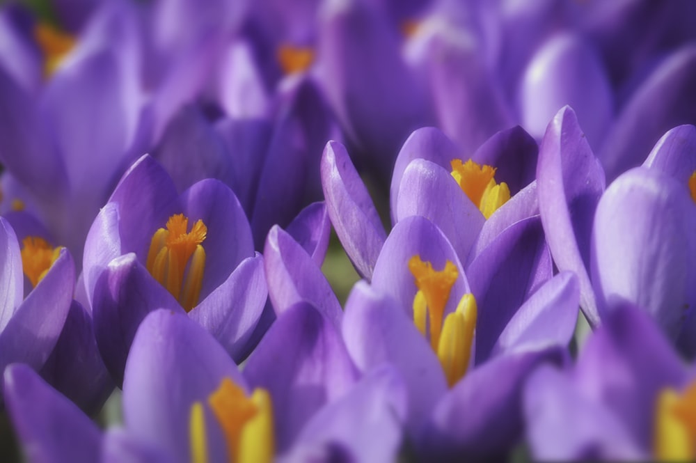 pétalos de flores moradas y amarillas