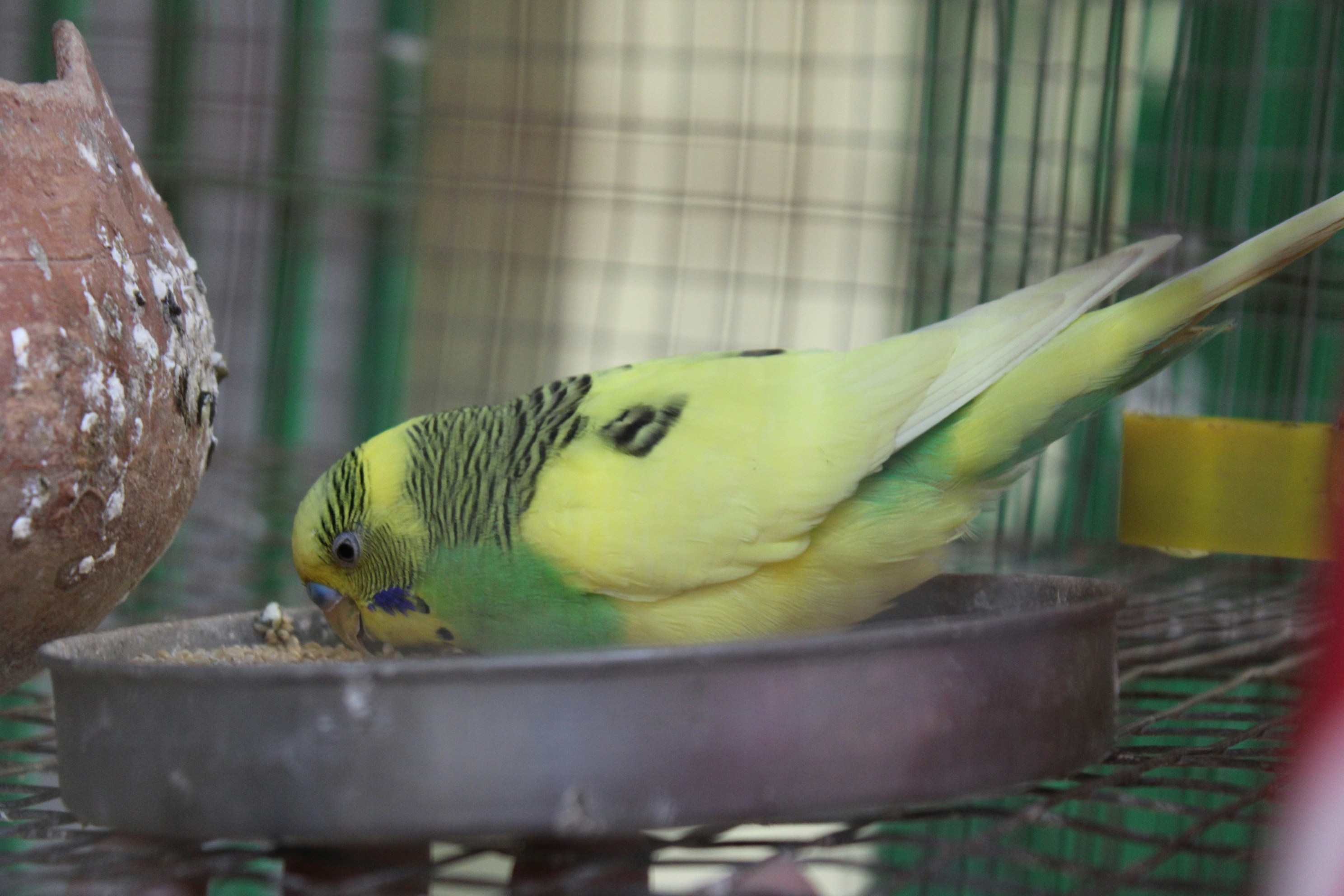 Best Millet for Budgies