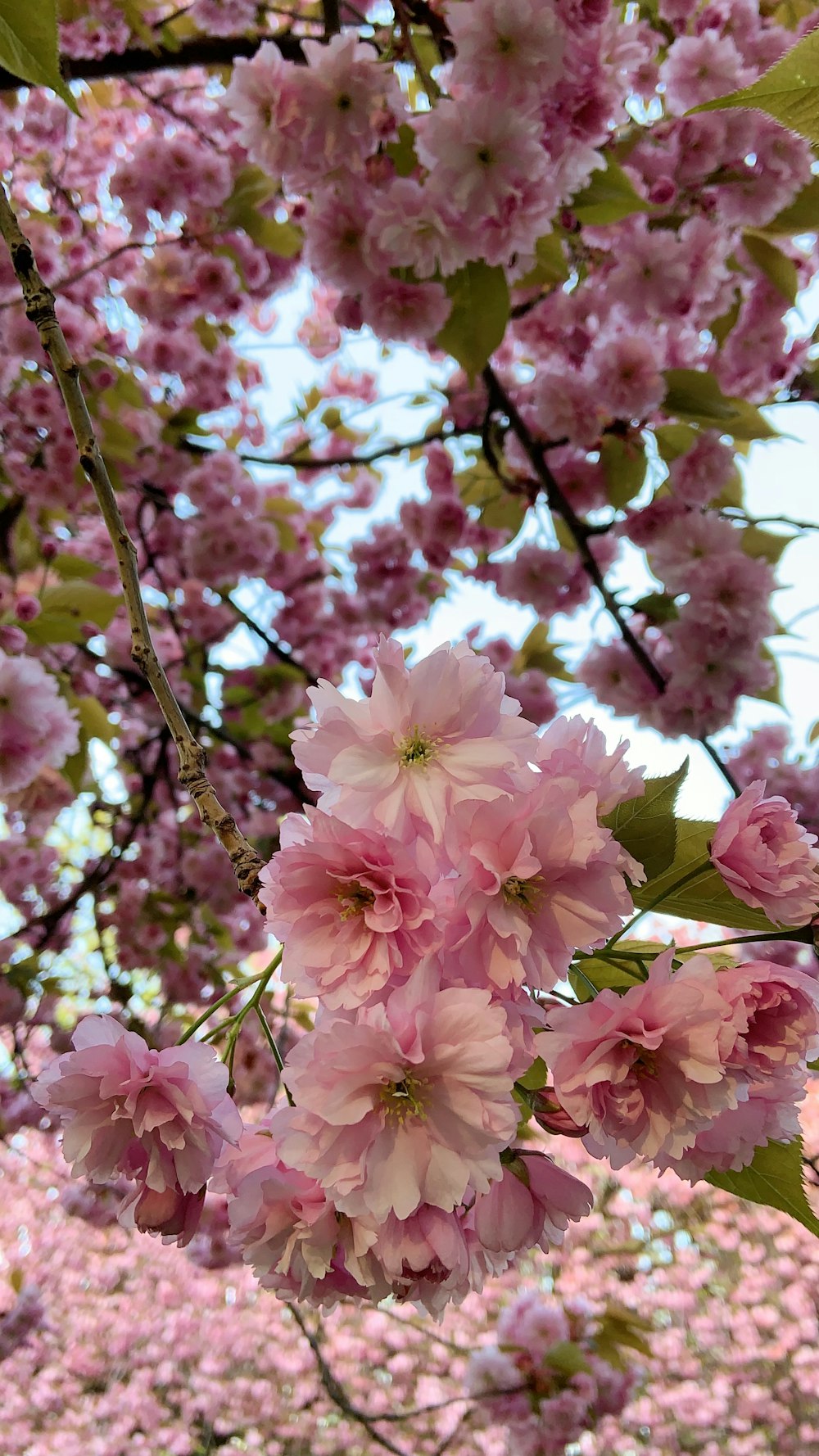 낮에 만개한 분홍색 벚꽃