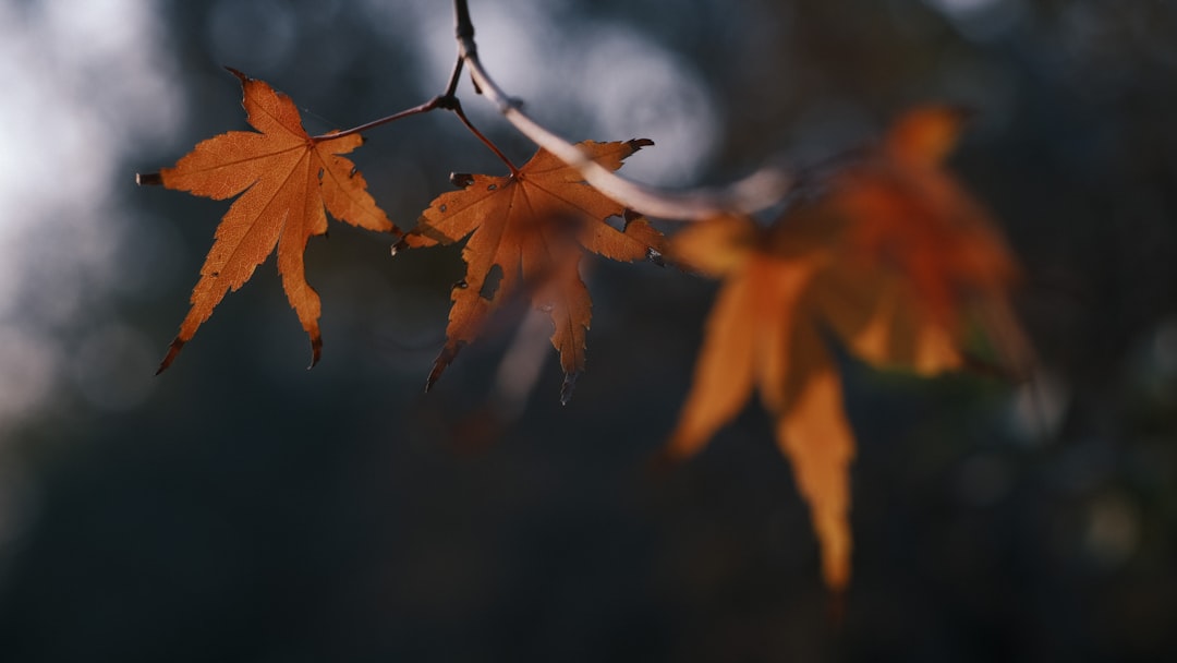 brown leaves in tilt shift lens