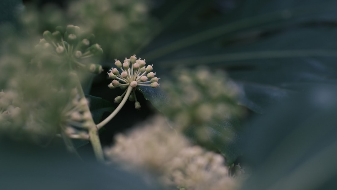 white flower in tilt shift lens