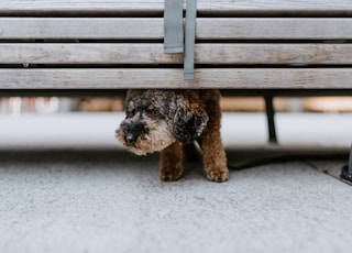 black and brown long coated small dog on brown wooden bench