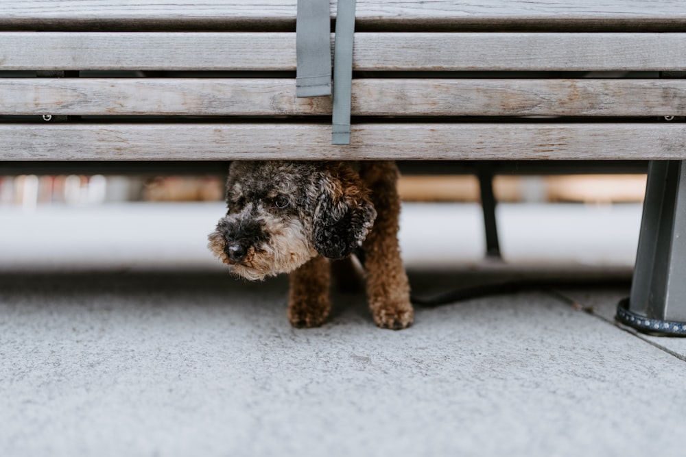 black and brown long coated small dog on brown wooden bench