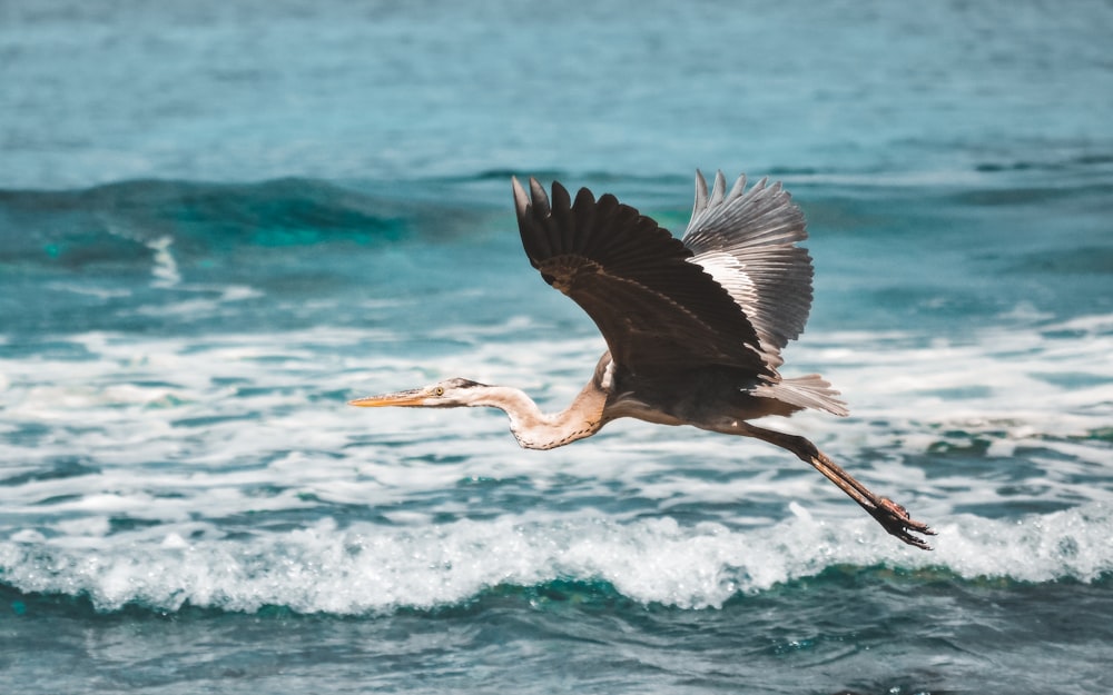 black and white bird flying over the sea during daytime