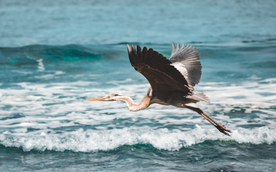 black and white bird flying over the sea during daytime in Kulhudhuffushi Maldives