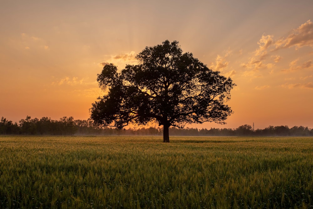 green tree on green grass field during sunset