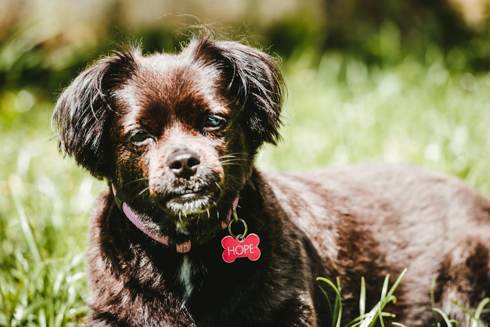 black short coat small dog on green grass field during daytime