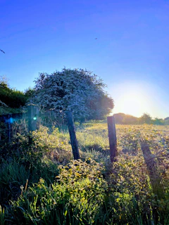 A serene countryside landscape at sunset with a lone accordion resting on a wooden fence.
