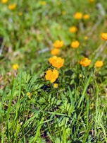 A beautiful flower blooming in a sunny field.