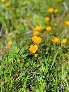 A beautiful flower blooming in a sunny field.