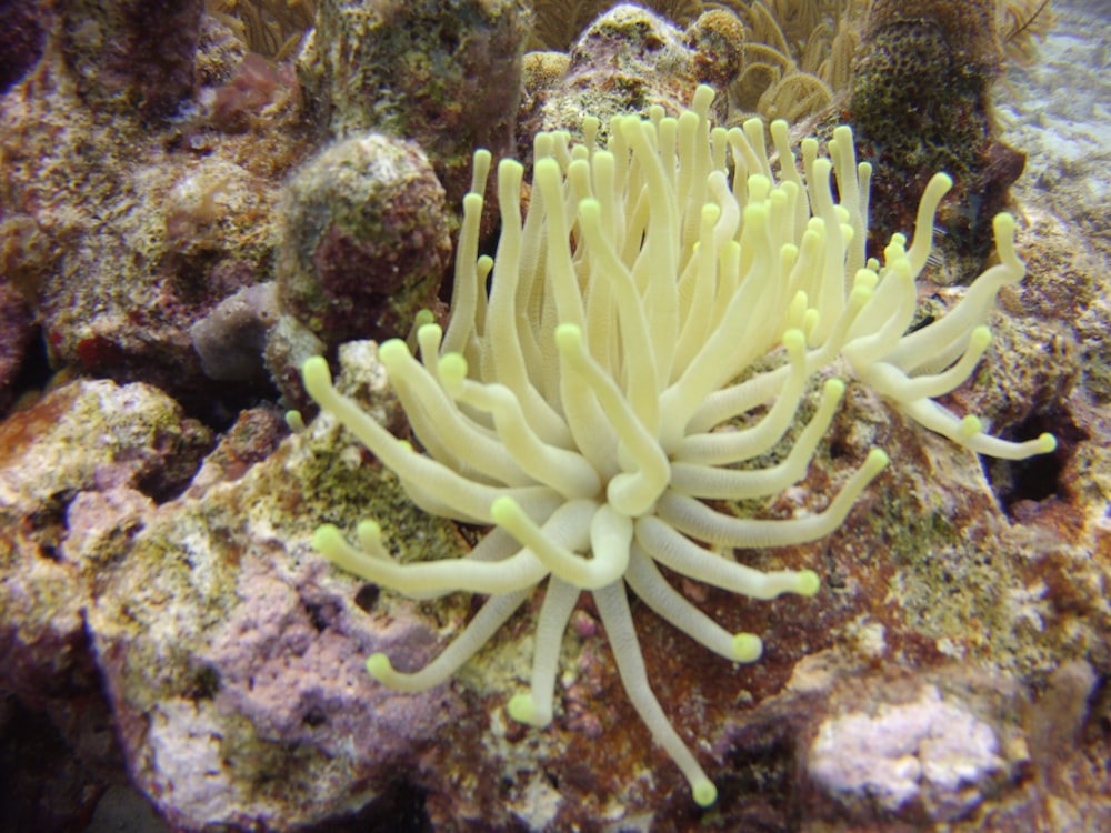 white coral reef on coral reef