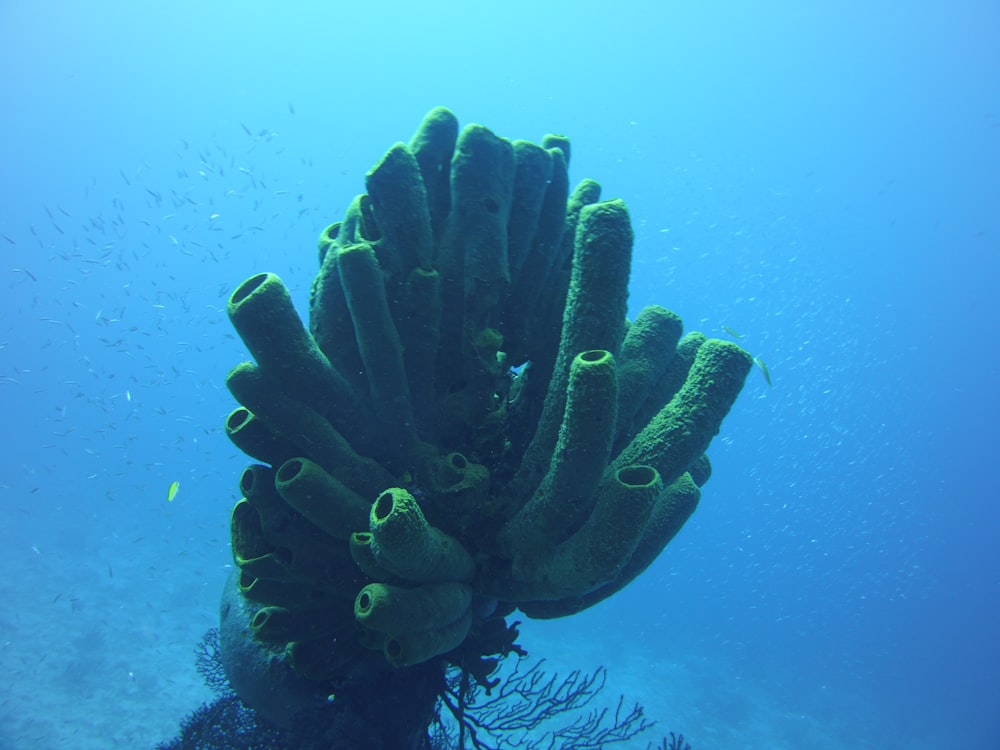 green and black coral reef
