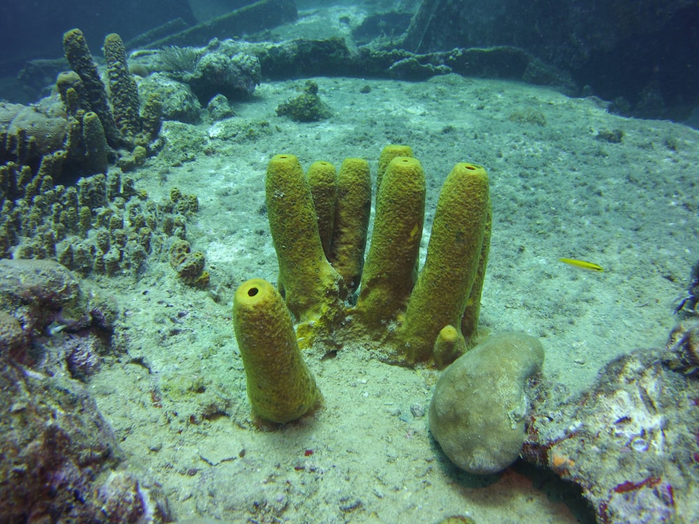 gray and yellow fish in water