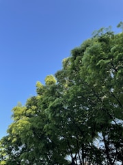 A lush rubber tree plantation with tall trees and a clear blue sky.