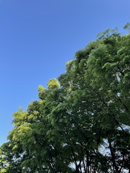 A lush rubber tree plantation with tall trees and a clear blue sky.