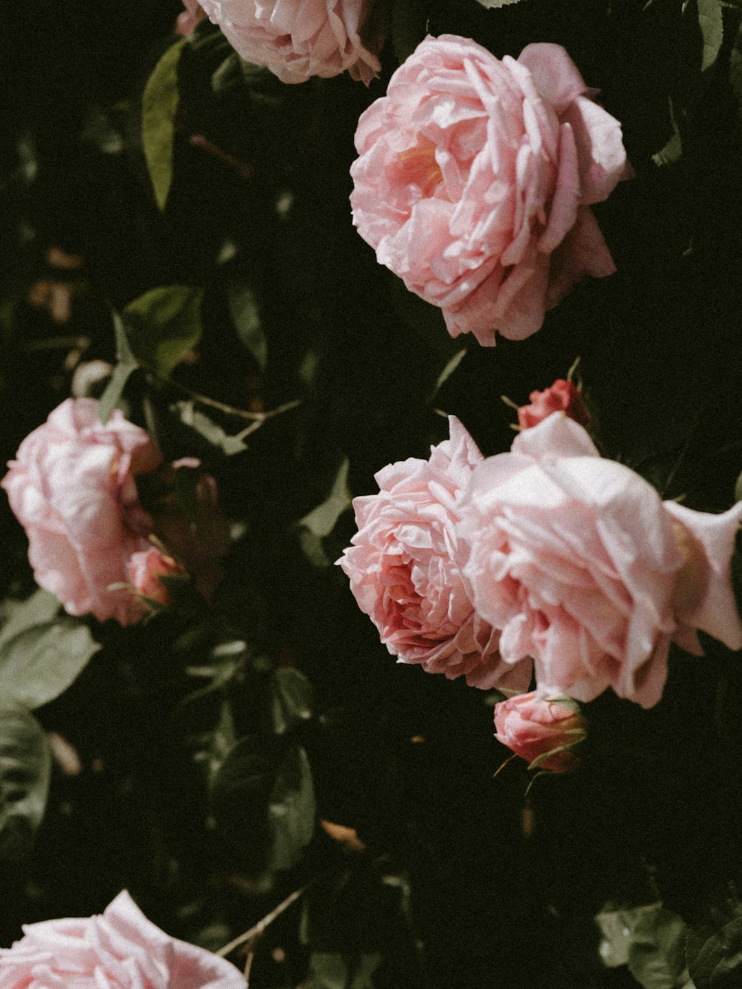 pink roses in bloom during daytime