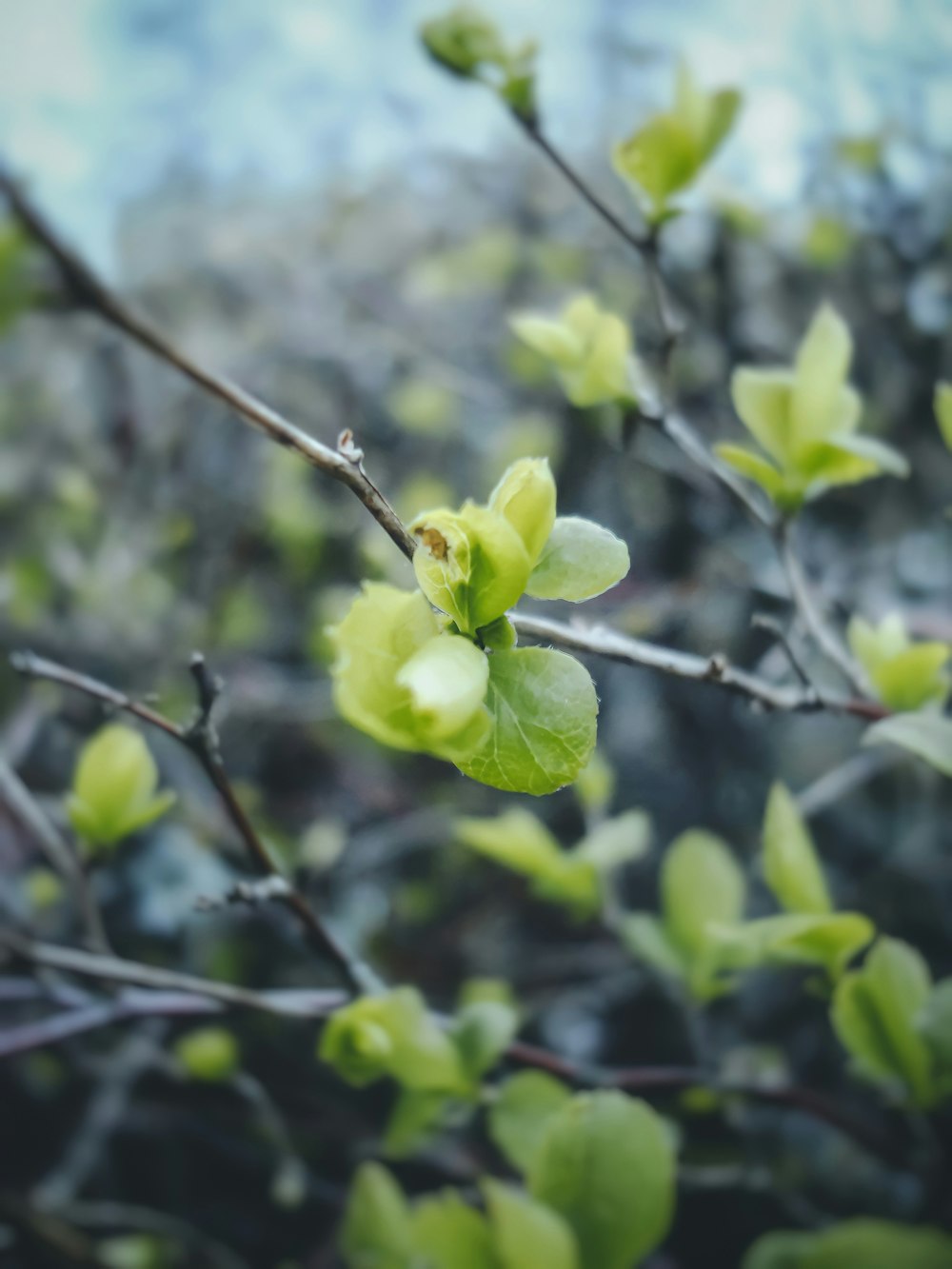 green flower in tilt shift lens