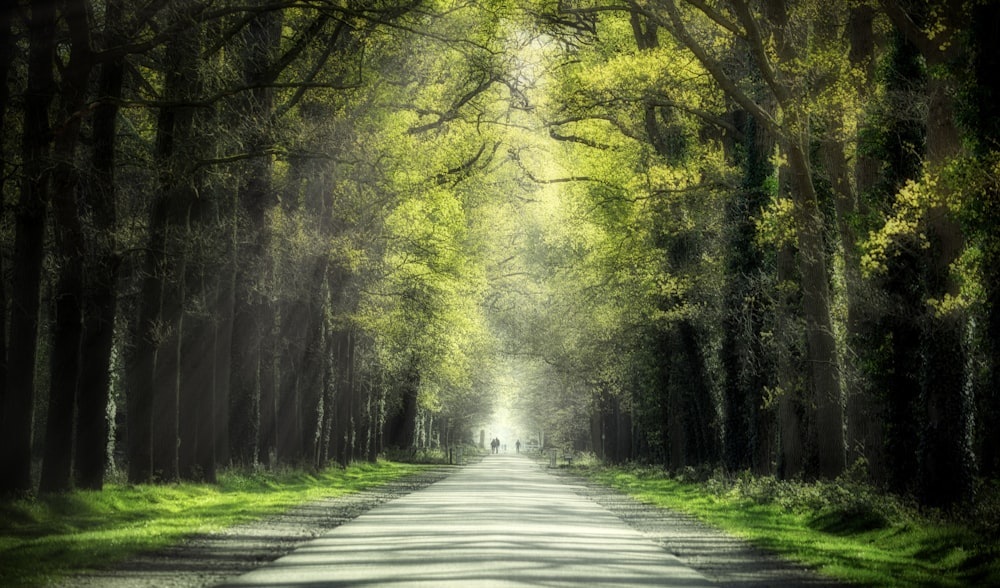 gray concrete road between green trees during daytime