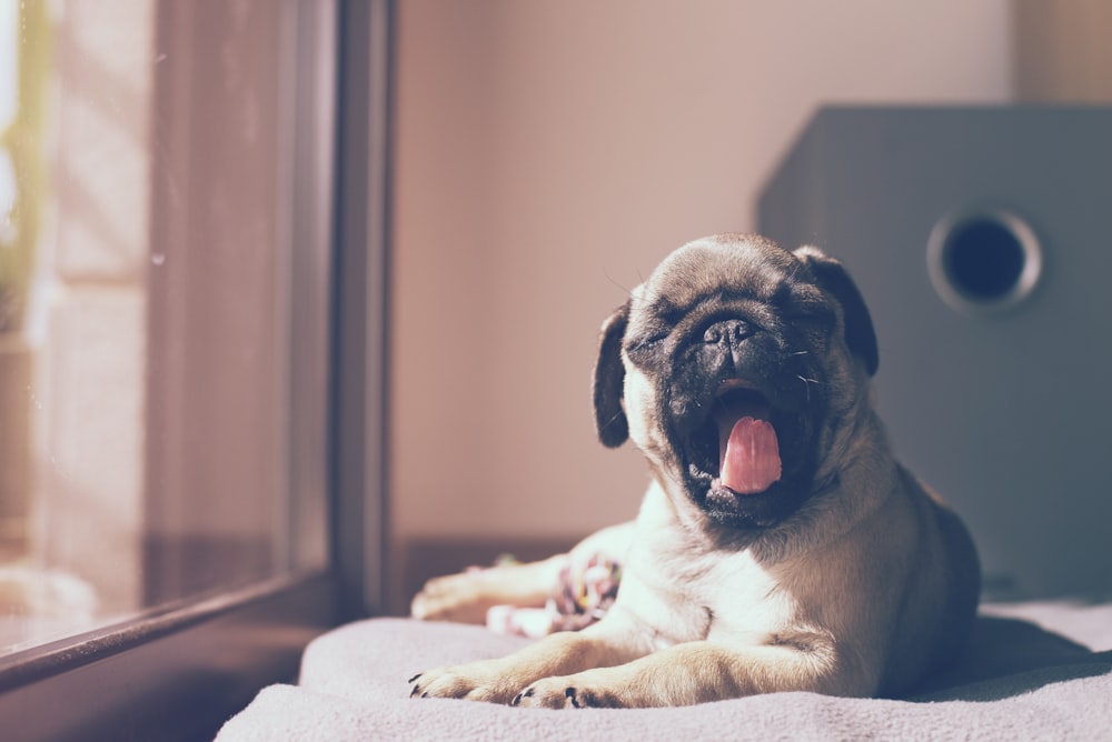 fawn pug lying on white textile