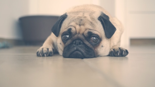 fawn pug lying on floor