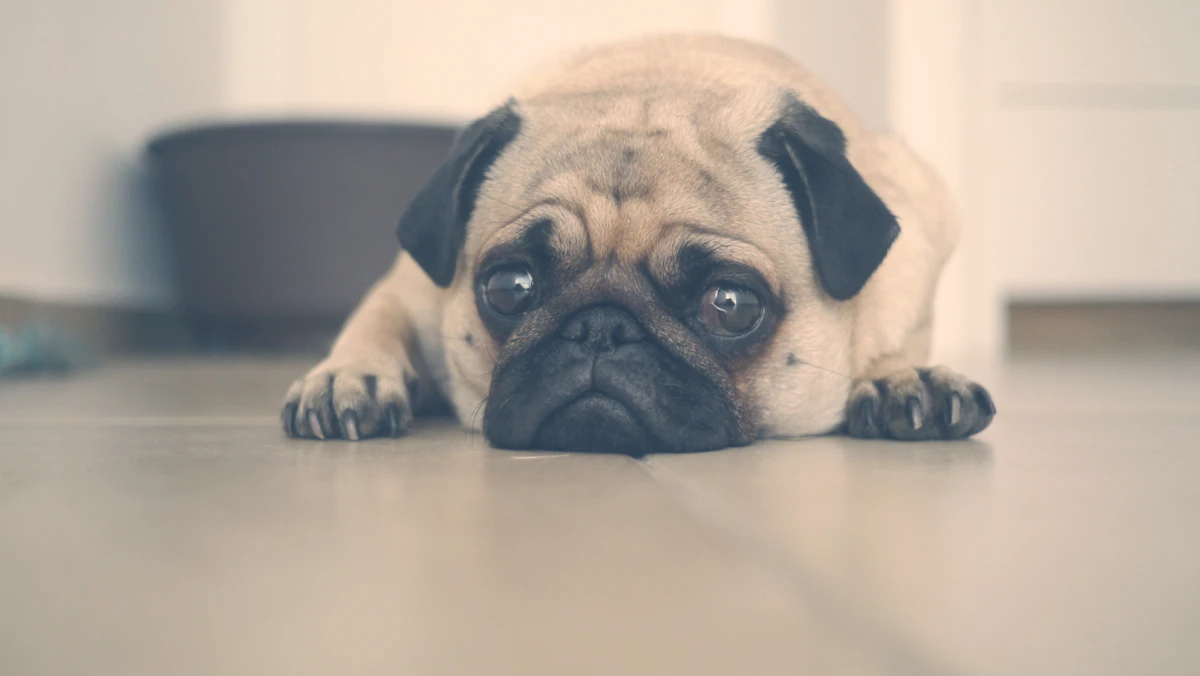 Cachorro esperando solo en casa junto a la puerta