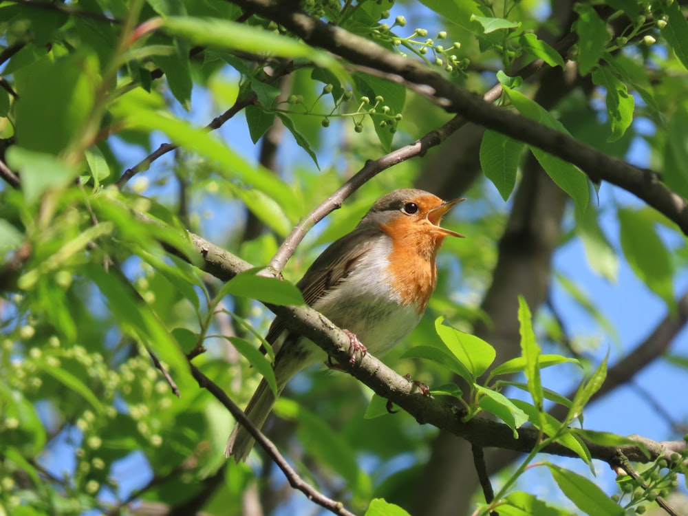 brown and white bird on tree branch during daytime