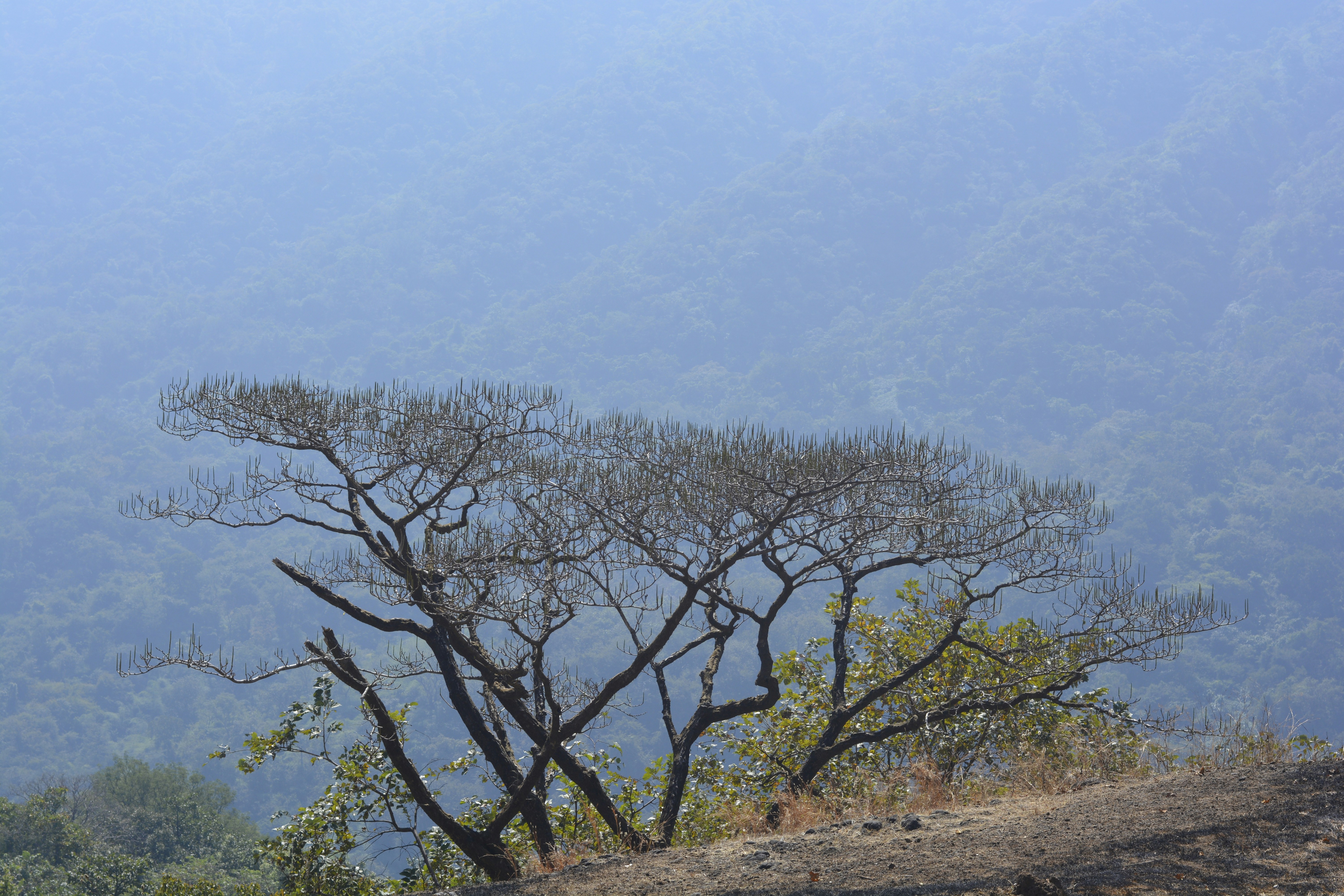Photo by mohnishlandge