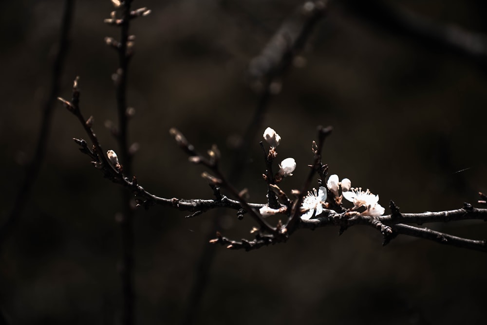 white flowers in tilt shift lens