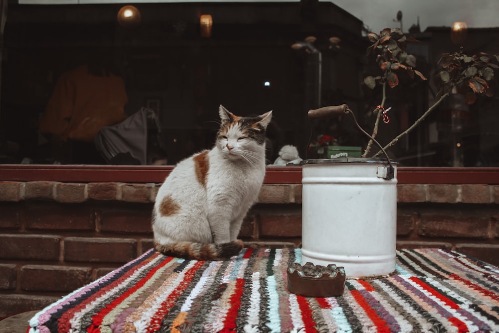 orange and white cat on red white and blue textile