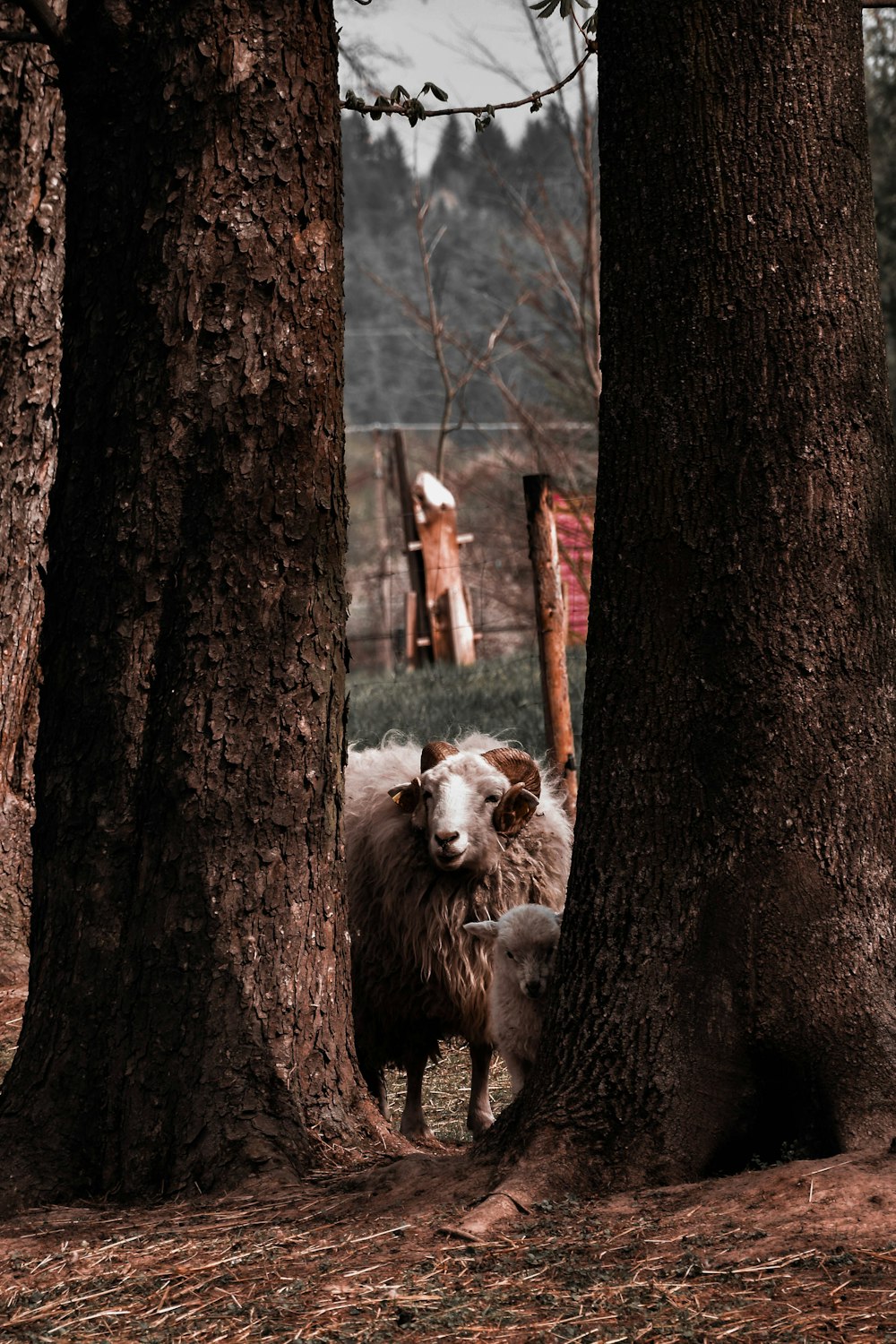 brown lion on brown tree trunk