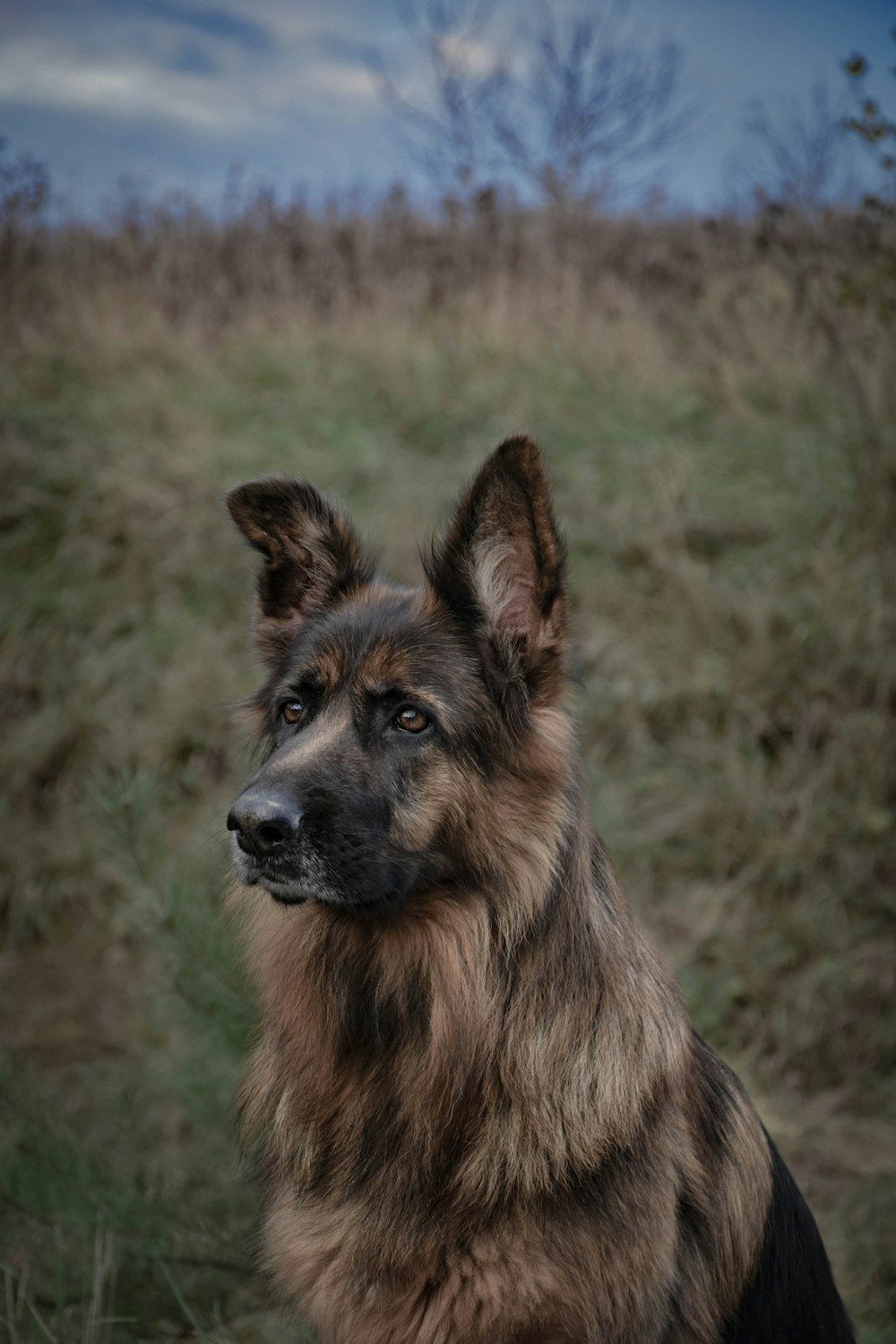 black and tan german shepherd